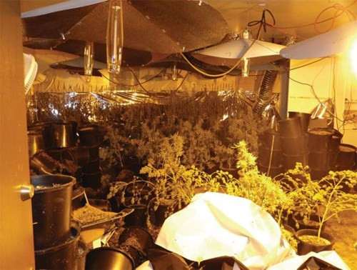 Đầu năm 2012, cảnh sát Mỹ triệt phá thành công đường dây buôn bán ma túy của Trâm Bùi cùng chồng. Theo trang tin Seattlepi, Tristine Trâm Bùi cùng chồng Keith Ly, bị buộc tội trồng cần sa bất hợp pháp tại ba căn nhà ở ngoại ô thành phố Seattle. Cảnh sát đã tịch thu gần 1.200 cây cần sa sau khi điều tra. Cả hai bị truy tố từ tháng 7.2012. Cuối cùng người đẹp phải đối mặt án phạt 3 năm tù.