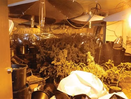 Đầu năm 2012, cảnh sát Mỹ triệt phá thành công đường dây buôn bán ma túy của Trâm Bùi cùng chồng. Theo trang tin Seattlepi, Tristine Trâm Bùi cùng chồng Keith Ly, bị buộc tội trồng cần sa bất hợp pháp tại ba căn nhà ở ngoại ô thành phố Seattle. Cảnh sát đã tịch thu gần 1.200 cây cần sa sau khi điều tra. Cả hai bị truy tố từ tháng 7.2012. Cuối cùng người đẹp phải đối mặt án phạt 3 năm tù.