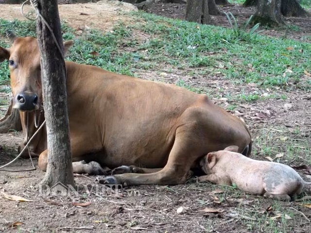 Suốt ngày chú lợn con này lẽo đẽo, quanh quẩn bên bò mẹ.
