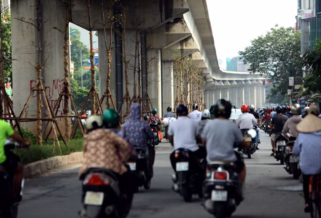 Cây bàng lá nhỏ mới được trồng dưới chân đường sắt trên cao, đoạn phố Yên Lãng (Đống Đa, Hà Nội).
