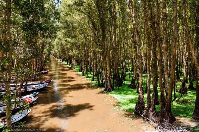 Chèo xuồng ở rừng tràm Trà Sư (An Giang): Mùa nước nổi, lưu lượng nước khu rừng đặc trưng sông Hậu cũng tăng lên đáng kể. Chèo xuồng vào thời gian này, bạn sẽ được thả mình trong không gian cổ tích hoang sơ và trong lành. Ảnh: Tính Huỳnh.