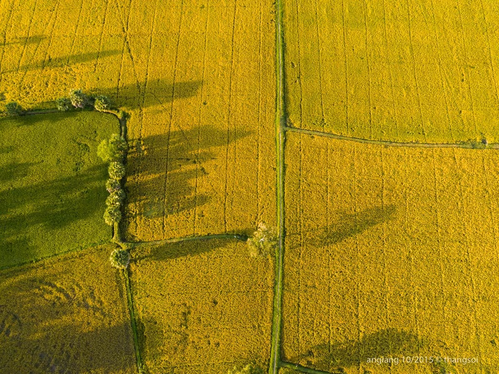 Một cánh đồng lúa vàng thuộc tỉnh An Giang.