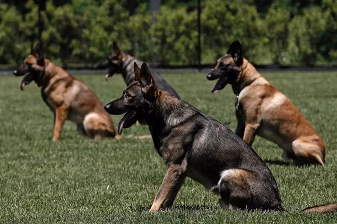 Nhà chức trách Mỹ coi những con chó có trình độ nghiệp vụ cao là lực lượng then chốt trong việc bảo đảm an ninh ở những khu vực công cộng có diện tích lớn. Khứu giác siêu nhạy của chúng vượt xa con người và máy móc trong việc phát hiện chất nổ.