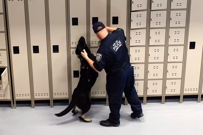 Thông thường cảnh khuyển làm việc tới 10 tuổi. Sau đó phần lớn chúng trở thành vật nuôi trong nhà của những cảnh sát quản lý chúng.