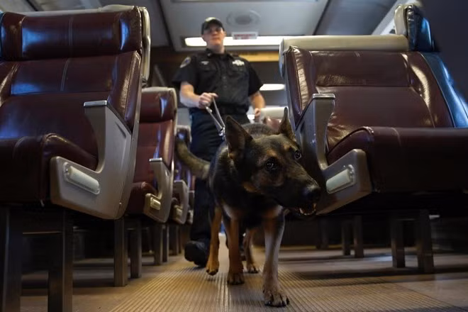 Khi Johnny tìm thấy một túi màu đen chứa thuốc nổ C-4, nó ngồi im để ra hiệu cho Kevin Pimpinelli, viên cảnh sát huấn luyện. Ngay lập tức Kevin đút một phần thưởng vào mồm con vật để nó nhai. "Trong tình huống thực tế, Johnny có thể phát hiện những túi chứa chất nổ trước khi kẻ xấu đưa chúng lên tàu", Kevin khẳng định.