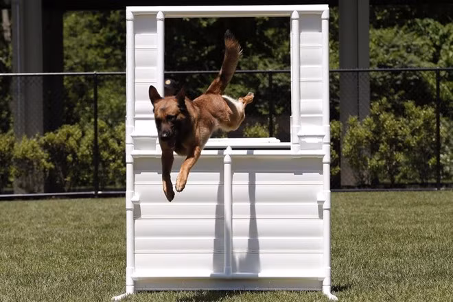 Ban đầu mỗi con chó sẽ trải qua khóa cơ bản trong 12 tuần để phát hiện chất nổ. Sau đó chúng tiếp tục tham gia những khóa nâng cao trong mỗi tháng để học cách xử lý vật nặng, khói, phương tiện cơ giới di chuyển và mọi nguy cơ mà chúng có thể đối mặt trong tình huống thực tế.