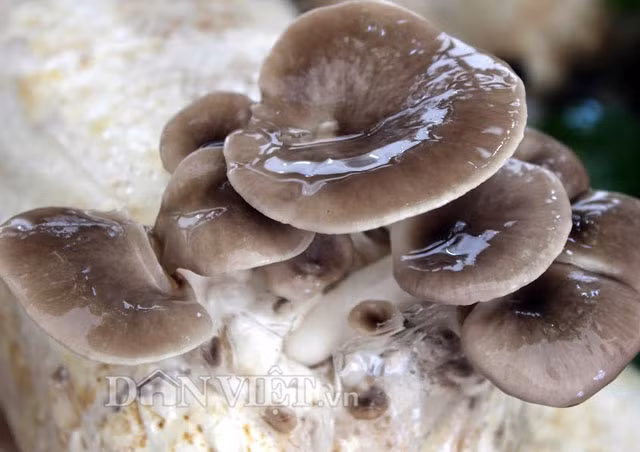 Bao phôi được mua ở các cơ sở chuyên cung cấp có địa chỉ cố định hoặc đặt qua mạng. Bao phôi chia ra nhiều loại với giá cả khác nhau và tùy thuộc vào số lượng bao cần lấy mà người bán có thể giảm giá theo nhu cầu.