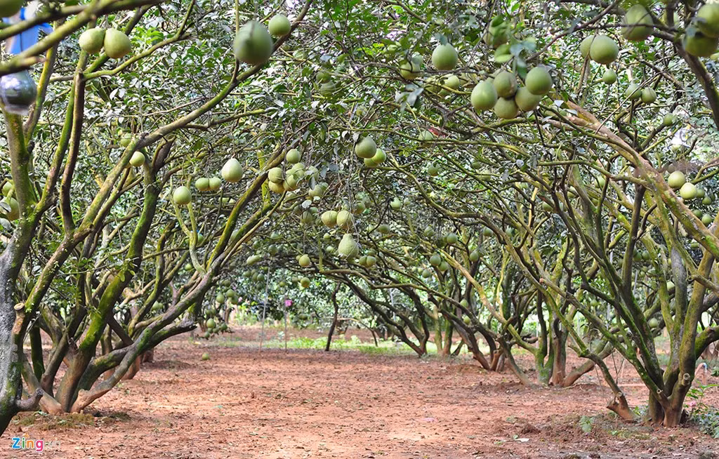 Nong dan lai tren 1 ty moi nam tu vuon buoi dac san