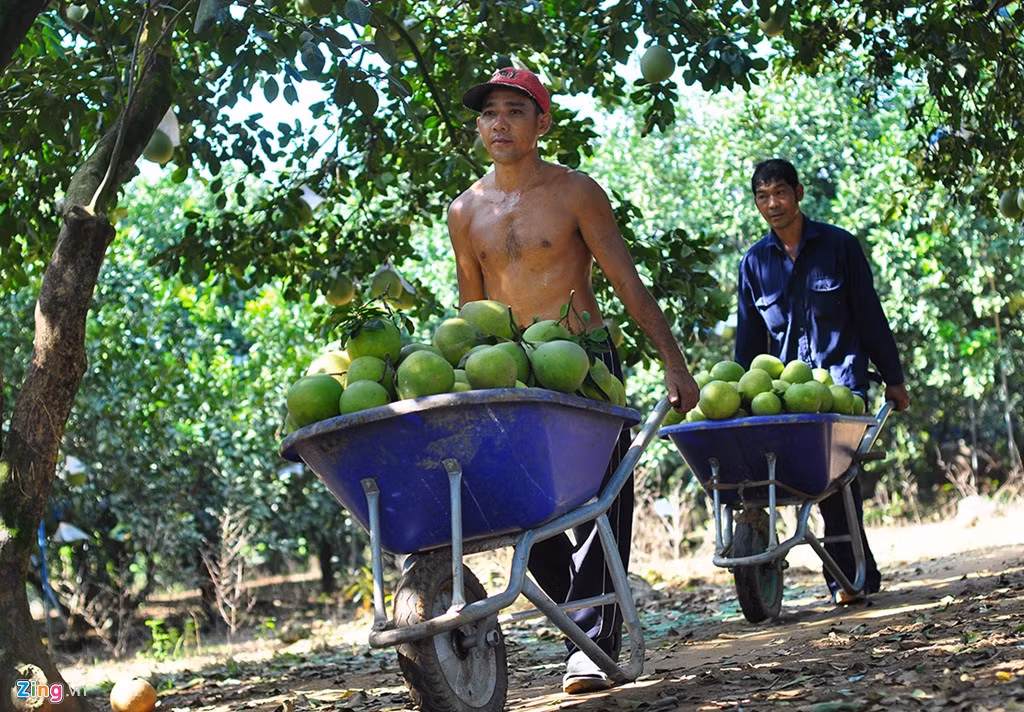 Chủ vườn cho biết mùa vụ năm nay, vườn cây cho thu hoạch ước 25 tấn trái. Với mức giá ổn định như hiện nay thì gia đình sẽ đạt lợi nhuận trên 1 tỷ đồng.