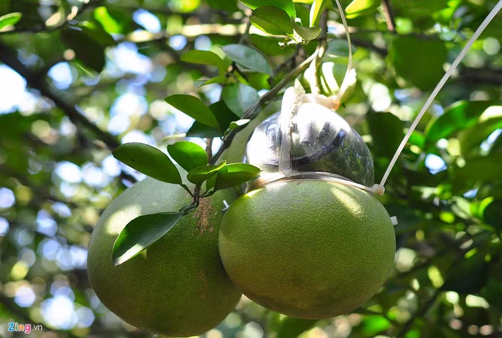 Theo ông, vườn hiện có 1,5 ha diện tích bưởi đường lá cam, trên 5.000 m2 trồng bưởi da xanh, bưởi ổi. Để nâng cao giá trị sản phẩm, người đàn ông 46 tuổi tìm về các nhà vườn ở miền Tây học cách tạo hình hồ lô, thỏi vàng cho trái.