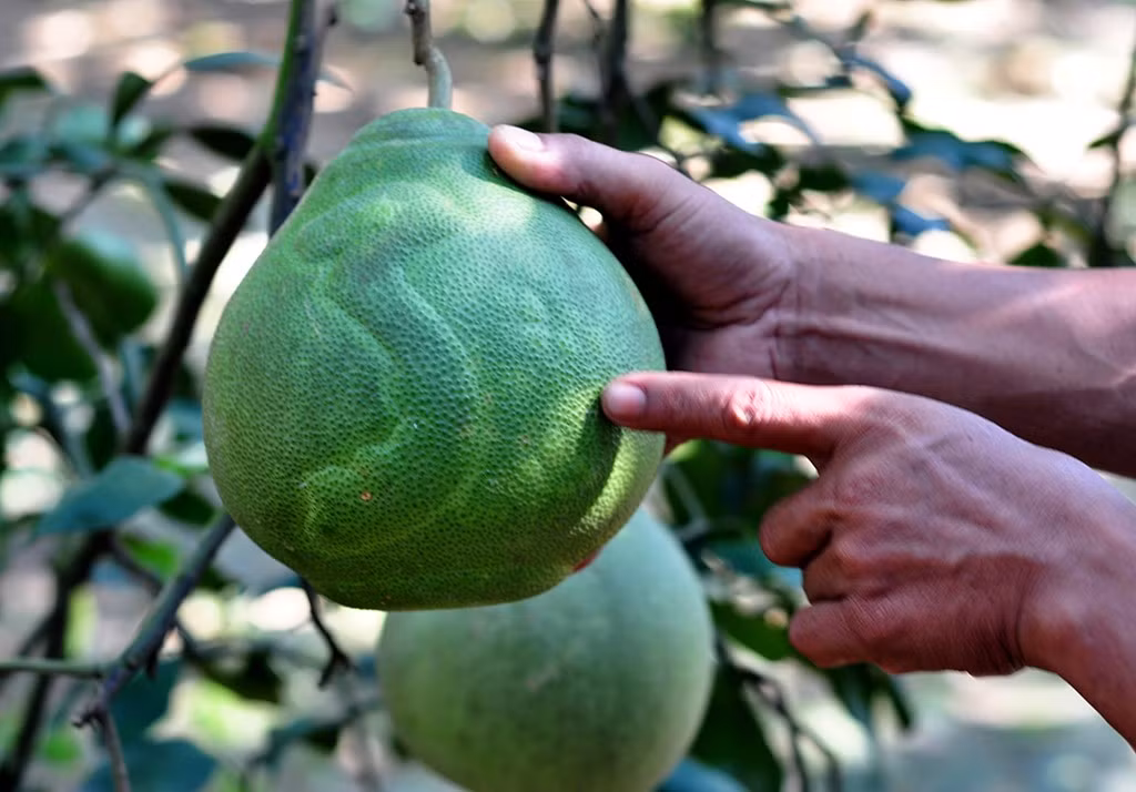 Mùa vụ này, ông làm ra 500 quả bưởi in chữ tài lộc, thư pháp các loại, in hình bản đồ Việt Nam với các quần đảo Trường Sa, Hoàng Sa. "Các sản phẩm này phục vụ nhu cầu chơi Tết và khách hàng đã đặt tiền. Giá mỗi cặp bưởi in chữ Tài - Lộc là 2 triệu, bưởi hồ lô 1,6 triệu đồng/cặp. Riêng trái in bản đồ Việt Nam và đảo có giá 3 triệu đồng/cặp", ông chia sẻ.