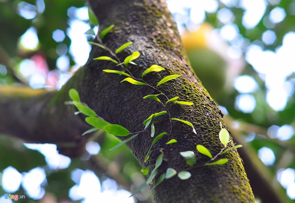 Cây phát triển lâu năm trong khi chủ vườn duy trì độ ẩm nên thân bưởi xuất hiện rêu và tầm gửi.
