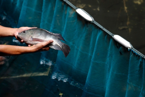 Để hạn chế muỗi, những người sống gần các trung tâm mua sắm thả cá vào bể nước và theo thời gian số lượng cá trong bể phát triển nhanh chóng. Theo ước tính có khoảng 3.000 con cá, chủ yếu là cá chép, cá trê, cá rô phi. Bể cá này cứ tồn tại như vậy song rất ít người biết đến. Chỉ từ tháng 6/2014, những bức vẽ về hồ cá khổng lồ này được chia sẻ nhiều trên các trang mạng xã hội, mọi người mới bắt đầu chú ý.