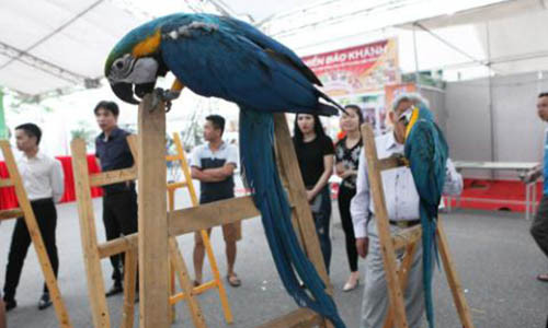 Dai gia Viet vung nghin do choi vet Nam My