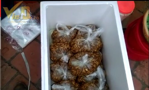 Những con nhộng tằm chết thâm đen, trương phình.