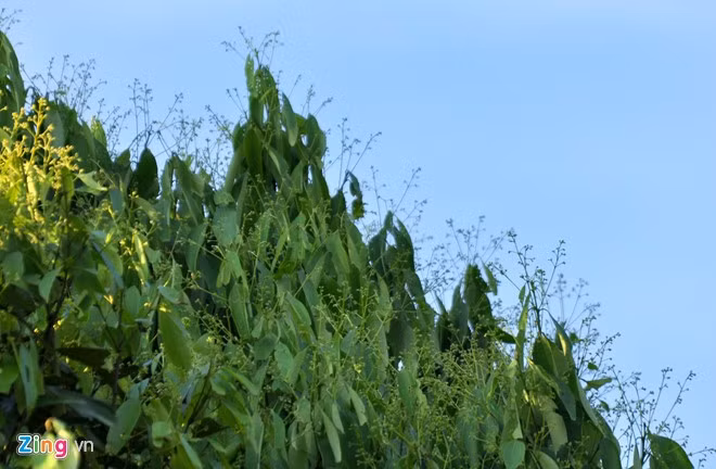 Tuyến thứ hai là tuyến Tịnh Đông (Sơn Tịnh) đi thôn Quế, dài 30 km, với số vốn 150 tỷ đồng. Điều này sẽ tạo động lực phát triển kinh tế - xã hội cho người dân, vừa mở cơ hội phát triển du lịch sinh thái.