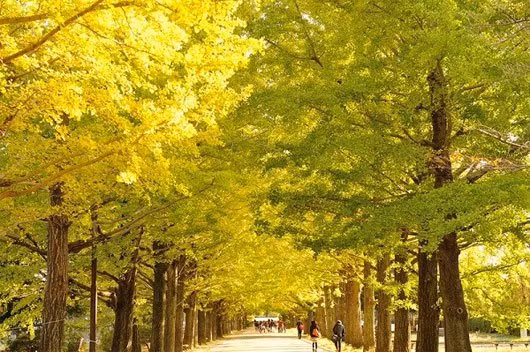 Đường cây bạch quả, Nhật Bản.