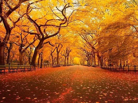 “Con đường văn học”, Mỹ.