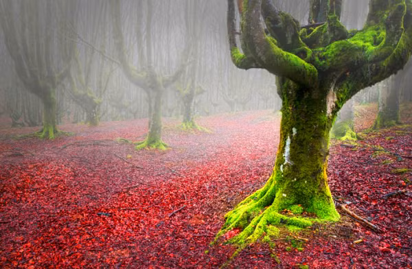 Công viên quốc gia Gorbea, Xứ Basque, Tây Ban Nha: Người mê chinh phục có thể vừa đi bộ vừa ngắm những loại cây đa sắc màu, vừa leo núi vượt thác và tìm hiểu về các loại thực vật độc đáo tại đây. Khung cảnh của Gorbea hữu tình nhất chính là vào mùa thu.