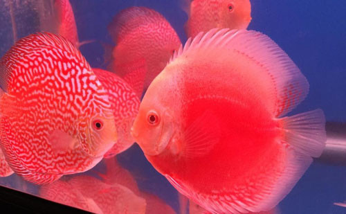 Kiem tram trieu moi nam tu nuoi ca dia-Hinh-2