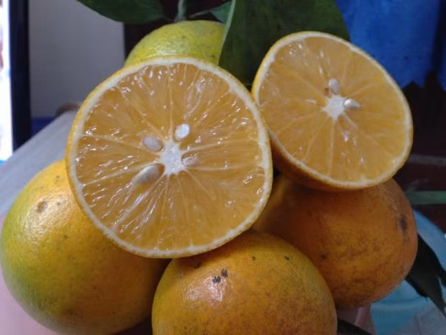 Cam Cao phong vị đậm, ngọt hơi chua, thanh mát.