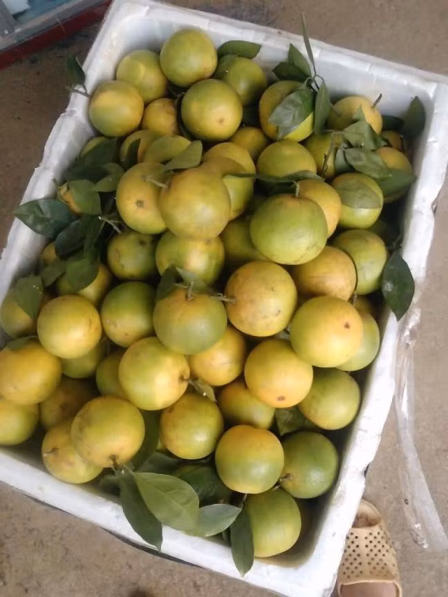 Nên chọn quả to, quả càng to chứng tỏ cam càng già.