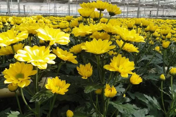 Cong dung chua benh tuyet voi cua cac loai hoa cuc-Hinh-2