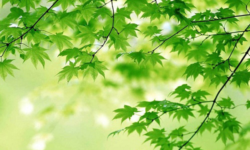 Meo phong thuy phat tai phat loc trong Tet Trung Thu