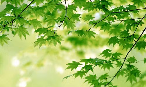 Meo phong thuy phat tai phat loc trong Tet Trung Thu