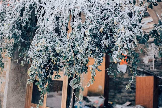 Cây cối, mái nhà, vòm cửa bao phủ bởi tuyết lạnh.