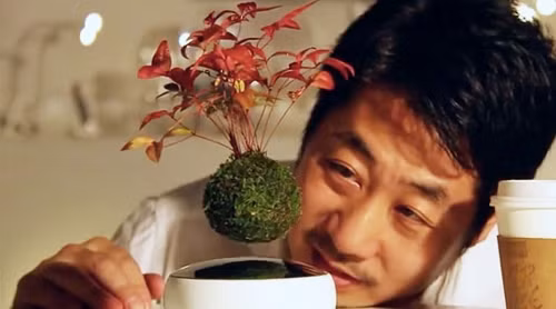 Kiem bac trieu bang Bonsai... biet bay