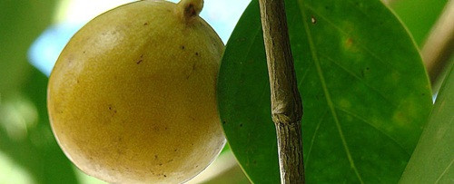 Tuy có mùi rất thơm và có vẻ vô hại, nhưng quả Manchineel cũng ẩn giấu một liều thuốc độc khủng khiếp.