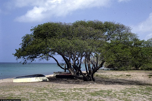 Tuy độc là thế, nhưng Manchineel lại chưa bị phá hủy vì chúng còn tương đối... có ích. Manchineel góp phần bảo vệ hệ sinh thái. Chúng là hệ thống chắn gió và chống xói mòn tự nhiên. Theo các chuyên gia, trong tình trạng nước biển dâng cao và bão biển đe dọa sự sống trên đất liền. Bên cạnh đó chất độc của Manchineel được tận dụng để làm nên những đột phá trong khoa học như tìm ra thuốc trừ sâu an toàn hay thuốc giảm đau.
