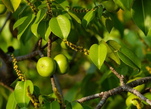 Cái tên mỹ miều Manchineel (đôi khi được viết "manchioneel") xuất phát từ từ "Manzanilla" trong tiếng Tây Ban Nha, có nghĩa là "trái táo nhỏ" bởi loài cây này có vẻ bề ngoài khá giống như một cây táo, đặc biệt là phần lá và quả. Nhưng đây thực sự là “trái táo của thần Chết”. Những “sát thủ” cây này đều được đánh dấu bằng các biển báo lớn yêu cầu không được chạm vào cây hay thậm chí là đứng gần chúng, bởi lượng nhỏ chất độc của chúng có thể giết chết người trong nháy mắt.