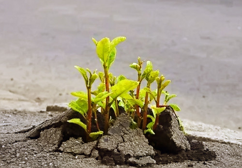 Một gốc cây xanh đẩy đường nhựa lên để đâm chồi nảy lộc. 