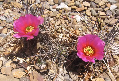 Những bông hoa xương rồng vẫn nở rực rỡ mặc cho đất đai khô cằn.