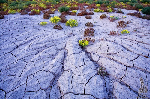 Hạn hán, đất đai nứt toác cũng không ngăn được thực vật nơi đây sinh sôi, phát triển và khoe sắc.