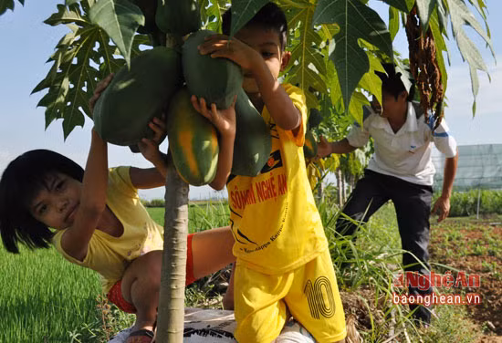 Cây đủ đủ Thái có dáng lùn, cho quả khi mới cao khoảng 40 cm. Những cây cao trên 60 cm quả rất sai và cho thu hoạch.