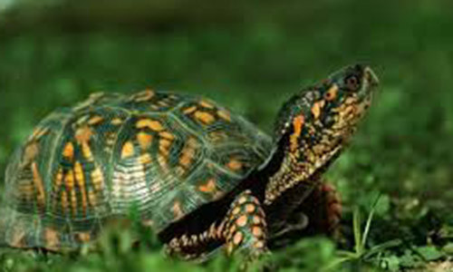 4. Mơ thấy rùa bò vào nhà Rùa là đại diện cho điềm lành, rùa bò vào nhà ý chỉ bạn sắp có quí nhân phù trợ, tài lộc sắp đến với bạn, công việc cũng thuận lợi và may mắn. Còn nếu thấy một cụ già cầm rùa bước vào thì đó chính là đại cát, gia đình hòa thuận, ấm no, người lớn trong nhà sẽ sống trường thọ.