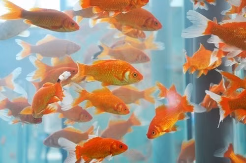 5. Mơ thấy đàn cá vàng bơi tung tăng Mơ thấy cá vàng đồng nghĩa với những cơ hội tốt đang sắp đến với bạn, công việc kinh doanh sắp tới của bạn sẽ tiến triển, tiền vốn và tiền lãi sẽ dồn dập "chảy" vào túi của bạn. Còn nếu bạn đang kiếm việc thì hãy yên tâm, bạn sẽ được nhận vào một công ty tốt với mức lương cao.