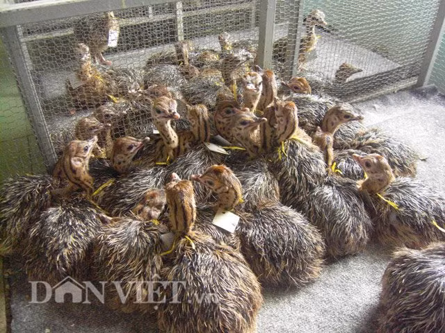 Để tìm hiểu vấn đề này, PV đã “đột nhập” một trang trại nuôi loài chim đà điểu tại Trung tâm giống đà điểu Ninh Hòa (Khánh Hòa). Đây là một trang trại quy mô nhất của tỉnh đang nuôi thành công loài chim này. Anh Ngô Văn Tưởng – Trưởng phòng kỹ thuật Trung tâm giống đà điểu Ninh Hòa cho biết, chim đà điểu là loài dễ nuôi, sức đề kháng cao nhưng để chim phát triển tốt, người nuôi cần chú ý một trong những khâu quan trọng nhất đó là cho ăn và kỹ thuật làm chuồng.