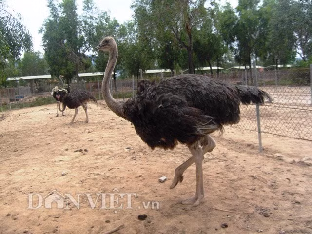 Theo anh Tưởng, nên kết hợp 2 loại thức ăn đó là thức ăn tinh (hỗn hợp) và các loại rau (thức ăn tươi) là tốt nhất. Đà điểu dưới 4 tháng tuổi thức ăn tươi được cắt nhỏ khoảng 1cm, 4 tháng trở lên cắt từ 2- 3cm. Đối với đà điểu dưới 70kg phân ra cho ăn nhiều lần khoảng 2- 3 lần/ngày, đà điểu trên 70kg cho ăn 1 lần/ngày. Riêng đối với thức ăn tinh nên phân chia trọng lượng cho ăn theo tháng tuổi; đà điểu 1 - 2 tháng tuổi cho ăn 200g/ngày, 3 tháng tuổi 600g/ngày, 4 tháng tuổi từ 900 – 1.000g/ngày, 5 tháng là 1.100g/ngày, 6 tháng cho ăn 1.200g/ngày, từ 7 tháng trở đi cho ăn từ 1.300 – 1.400g/ngày. Thời điểm cho ăn tốt nhất là sáng 7h 30 – 8 giờ, chiều từ 15 – 18h, giai đoạn này đà điểu ăn mạnh nhất.