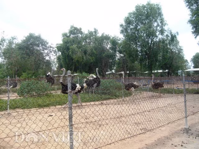 Đà điểu lớn cần nâng lưới cho phù hợp.