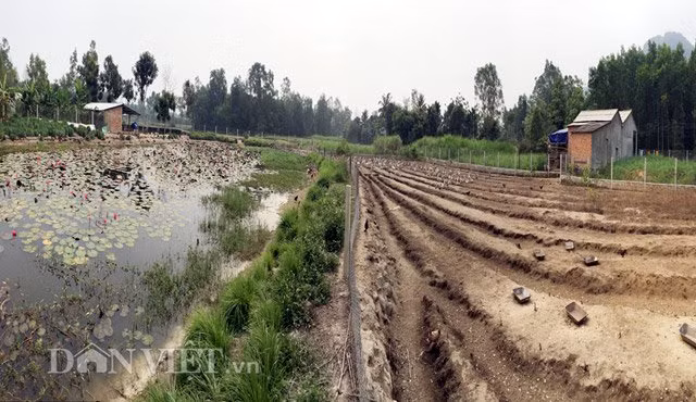Chị Võ Thị Thu (40 tuổi), chủ quán bán thịt vịt ở TP.Quảng Ngãi bày tỏ: "Giống vịt Lạng Sơn mua về bán từ trang trại của anh Thuận giá cả "mềm", chất lượng thịt rất ngon, dai... nên được khách ưa chuộng". Nói về hướng đi của vật nuôi này trong thời gian tới, anh Thuận không giấu giếm: "Tạm thời tôi không tăng số lượng đàn mà tập trung sử dụng thức ăn tự nhiên, có sẵn... để tạo chất lượng thịt của vịt nuôi cao hơn nữa".