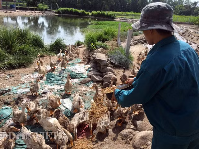 Với cách nuôi này, tuy thời gian nuôi lâu và chi phí nhiều tốn kém, lợi nhuận ít hơn thế nhưng bù lại vịt xuất chuồng không những có chất lượng thịt vô cùng ngon mà có phần vượt trội hơn so với giống vịt cỏ truyền thống của địa phương", anh Thuận bày tỏ. Tính đến thời điểm này, sau hơn 1 năm thả nuôi, tổng số lượng vịt mà anh Thuận đã xuất bán ra thị trường (mà chủ yếu là hàng quán ăn) đạt trên 1.500 con với trọng lượng từ 2,2-2,4 kg/con, mức giá 120.000 đồng/con.