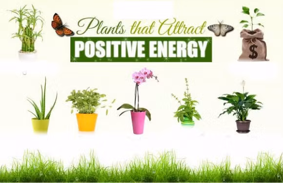 Từ xa xưa, một số loại cây thường được sử dụng để trang trí cho nhà cửa, văn phòng hoặc sân vườn. Ngoài tác dụng làm sạch không khí, những loại cây này còn mời năng lượng tích cực và loại trừ năng lượng tiêu cực trong nhà, mang lại một cảm giác hạnh phúc, an lành, giảm căng thẳng. Vì vậy, bạn nên trồng những loại cây phong thủy mời gọi năng lượng tích cực có lợi cho bạn và những người xung quanh.