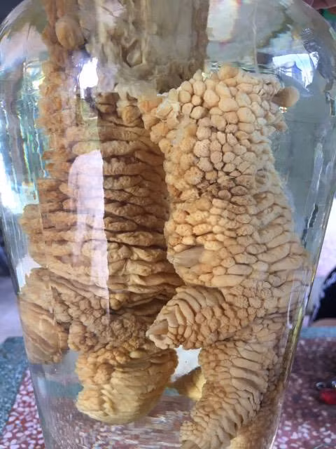 Khung khiep cap chan ga Dong Tao nang 1kg/chiec-Hinh-2