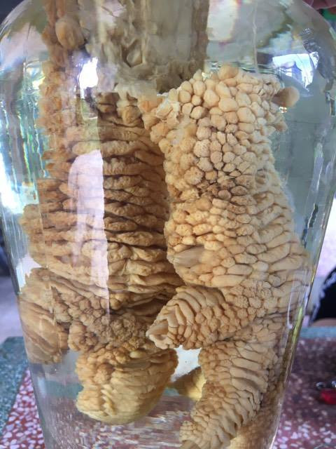 Khung khiep cap chan ga Dong Tao nang 1kg/chiec-Hinh-2