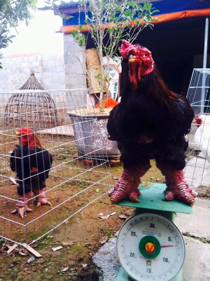 Khung khiep cap chan ga Dong Tao nang 1kg/chiec