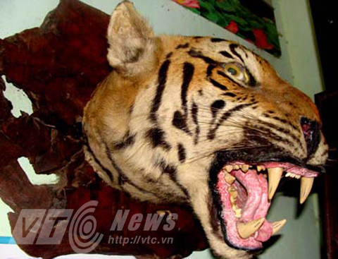 Tiêu bản đầu hổ ở Quỳnh Nhai.